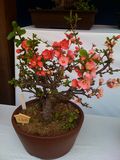 Bonsai2